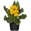 Gelbe Schlüsselblume im Topf