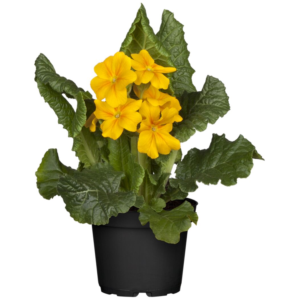 Gelbe Schlüsselblume im Topf