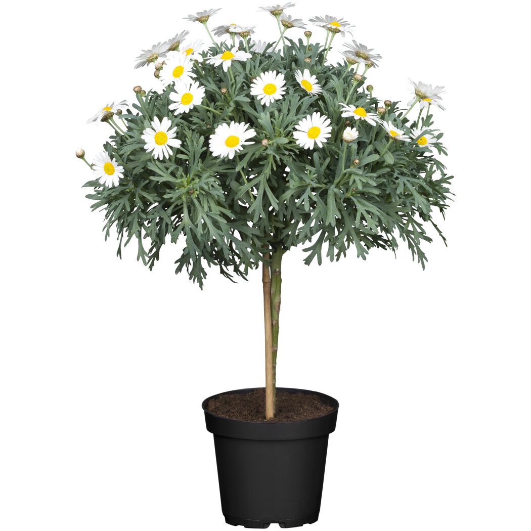 Margeriten-Ministaum mit weißen Blüten im Topf