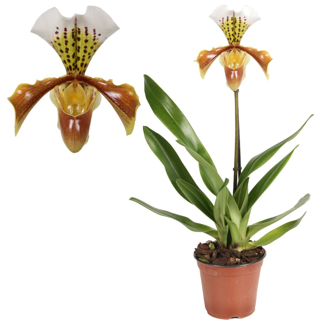 Paphiopedilum, Frauenschuhorchidee im Topf