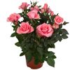 Topfrosen in Rosa