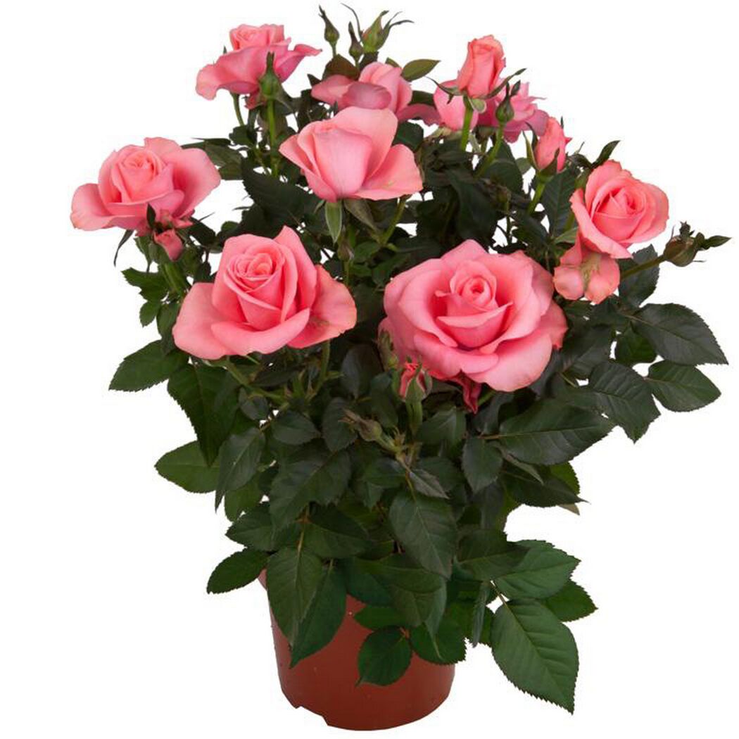 Topfrosen in Rosa