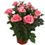 Topfrosen in Rosa