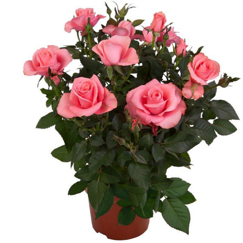 Topfrosen in Rosa