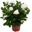 Weiße Rosen in einem Topf