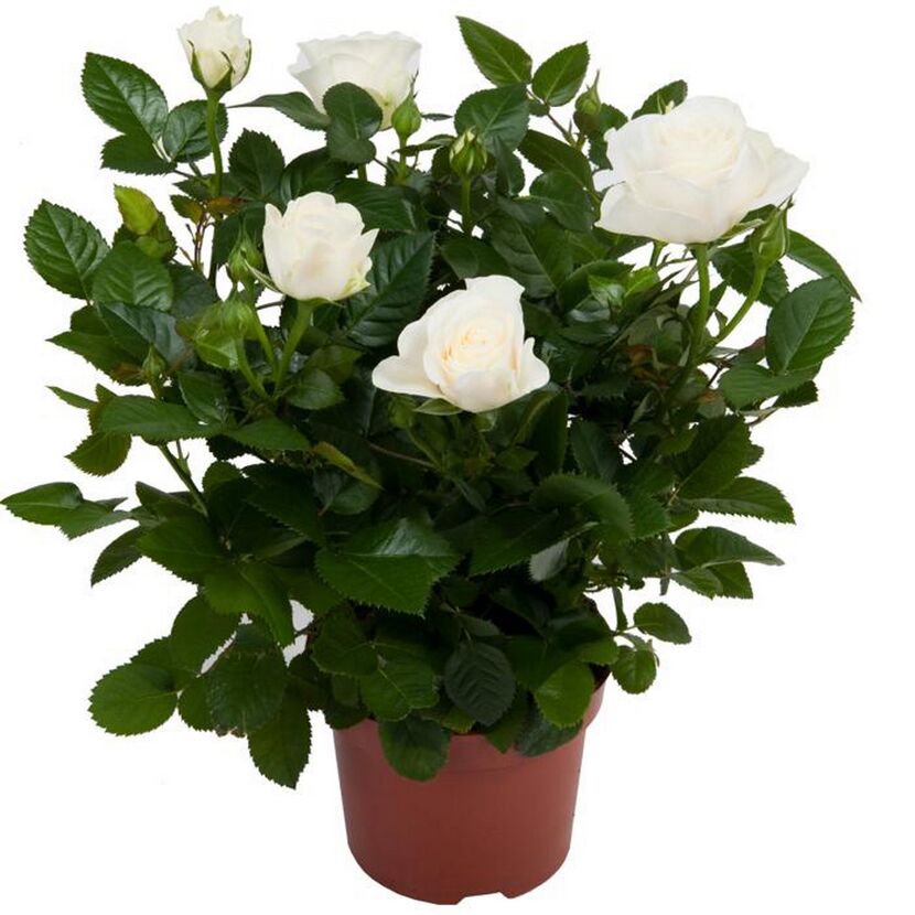 Weiße Rosen in einem Topf