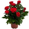 Topfrosen in Rot