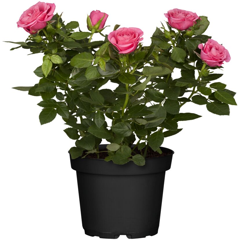 Rosa Topfrose mit grünen Blättern in schwarzem Topf