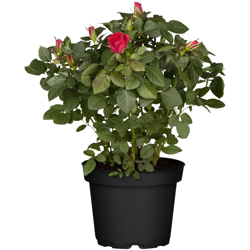 Topfrose mit roten Blütenknospen