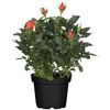 Topfrose mit orangen Blüten und grünen Blättern im schwarzen Topf