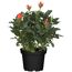 Topfrose mit orangen Blüten und grünen Blättern im schwarzen Topf