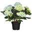 Verkleinertes Bild von Zimmerballhortensie 4+ Dolden verschiedene Farben 12 cm Topf