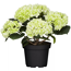 Verkleinertes Bild von Zimmerballhortensie 4+ Dolden verschiedene Farben 12 cm Topf