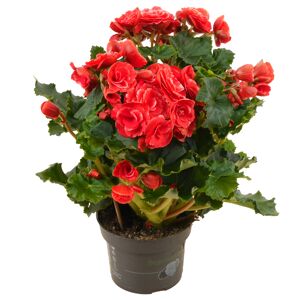 Zimmerbegonie gefüllt verschiedene Farben 13 cm Topf
