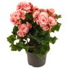 Topfpflanze mit rosa Blüten