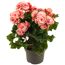 Topfpflanze mit rosa Blüten
