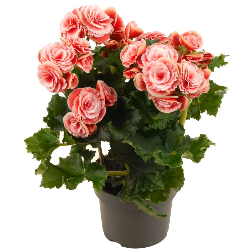 Topfpflanze mit rosa Blüten