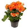 Orange Begonia Elatior in einem Topf