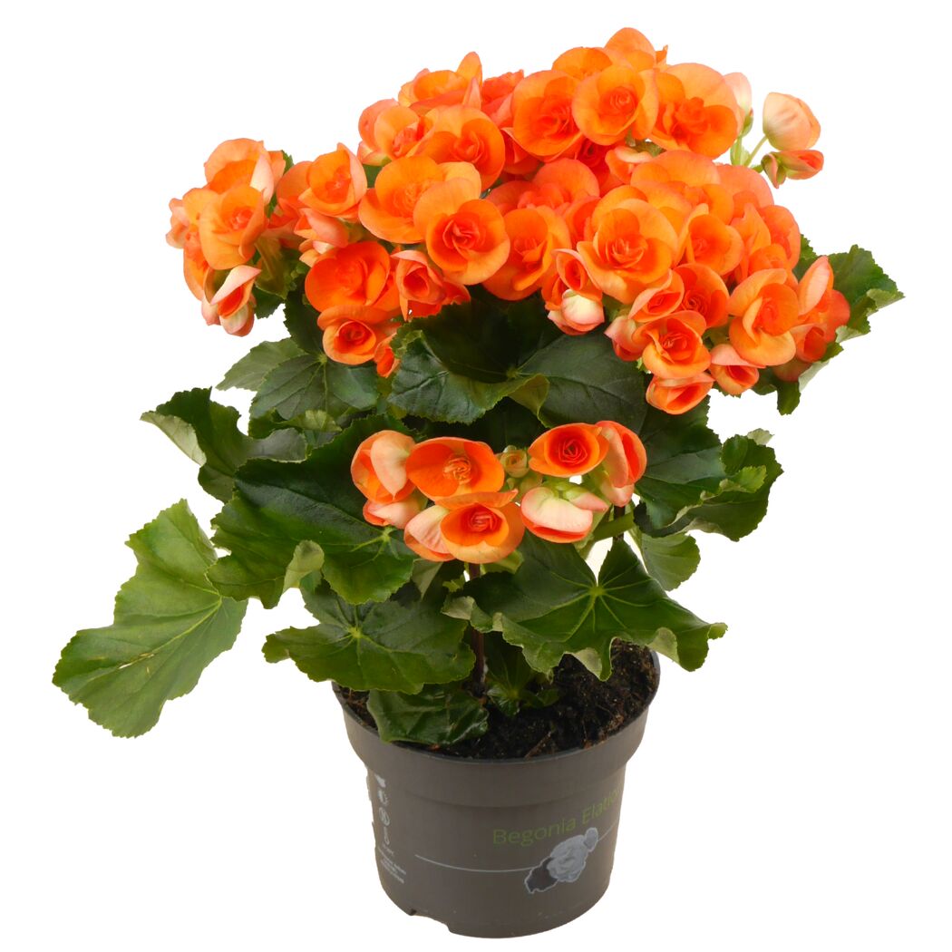 Orange Begonia Elatior in einem Topf