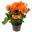 Orange Begonia Elatior in einem Topf