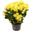 Zimmerbegonie in gelber Blüte