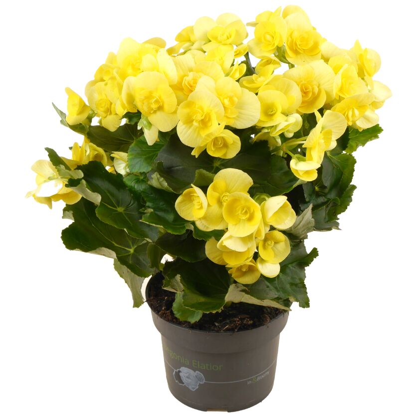 Zimmerbegonie in gelber Blüte