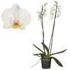 Schmetterlingsorchidee 2 Rispen 12 cm Topf