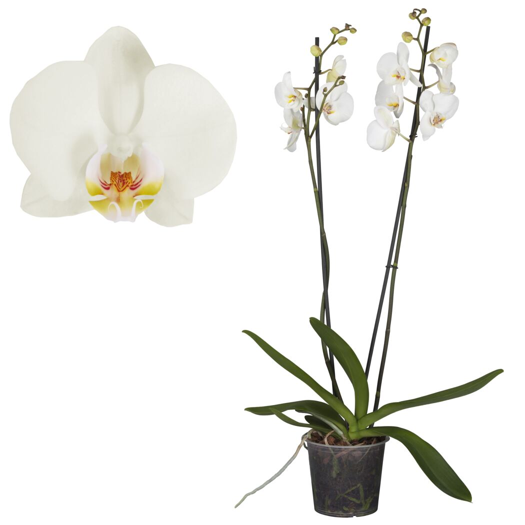 Schmetterlingsorchidee 2 Rispen 12 cm Topf