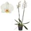 Schmetterlingsorchidee 2 Rispen 12 cm Topf