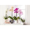 Schmetterlingsorchidee 2 Rispen 12 cm Topf