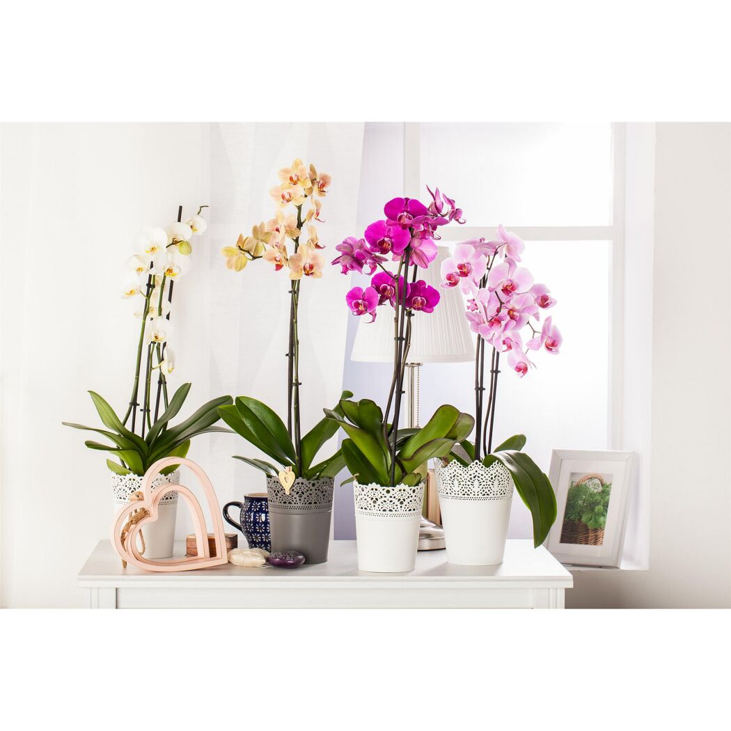 Schmetterlingsorchidee 2 Rispen 12 cm Topf