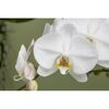 Weiße Orchideenblüten mit gelbem Blütenkelch