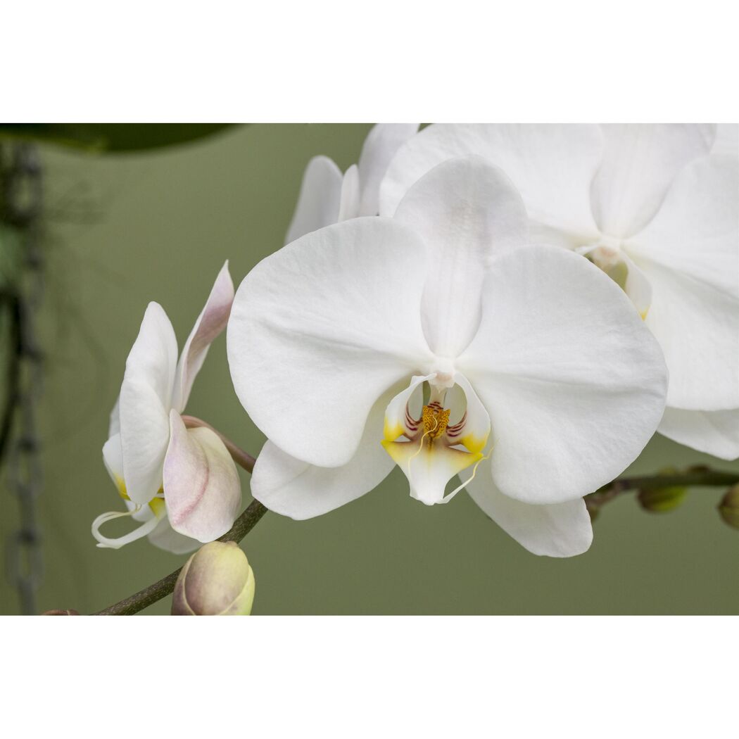 Weiße Orchideenblüten mit gelbem Blütenkelch
