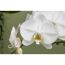 Weiße Orchideenblüten mit gelbem Blütenkelch