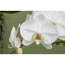 Verkleinertes Bild von Schmetterlingsorchidee 2 Rispen 12 cm Topf
