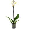 Weiße Orchidee in einem durchsichtigen Topf