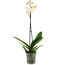 Weiße Orchidee in einem durchsichtigen Topf