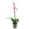 Phalaenopsis, rosa, im durchsichtigen Topf