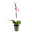 Phalaenopsis, rosa, im durchsichtigen Topf