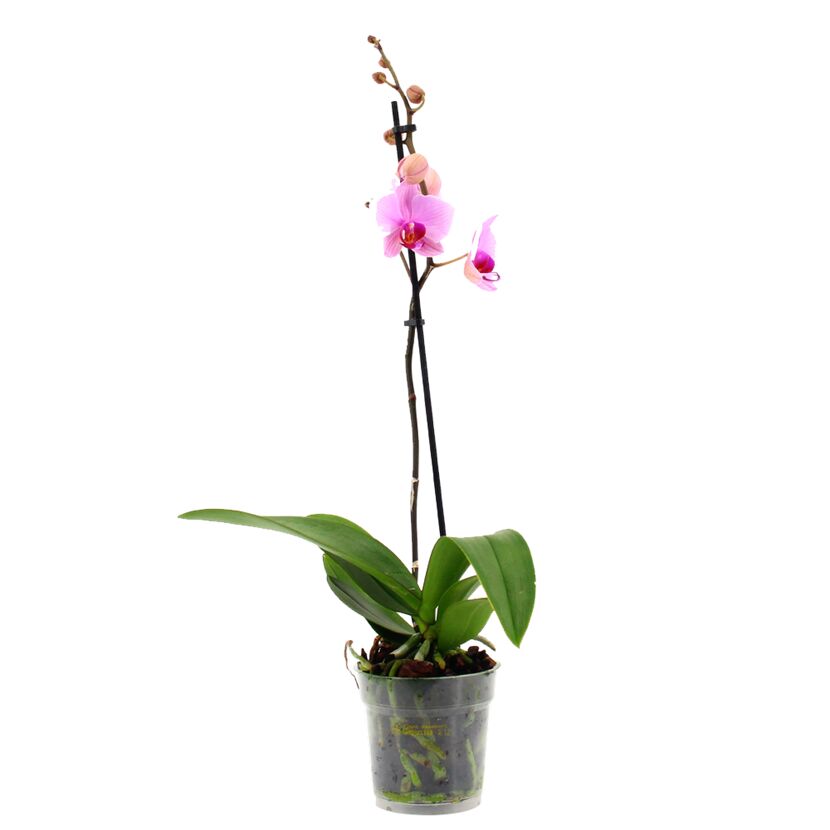 Phalaenopsis, rosa, im durchsichtigen Topf