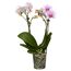 Schmetterlingsorchidee 2 Rispen verschiedene Sorten, 9 cm Topf