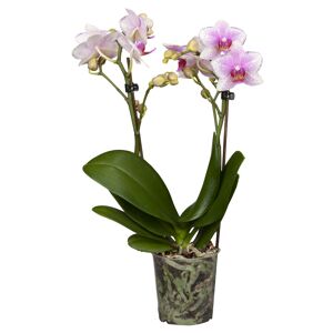 Schmetterlingsorchidee 2 Rispen verschiedene Sorten, 9 cm Topf