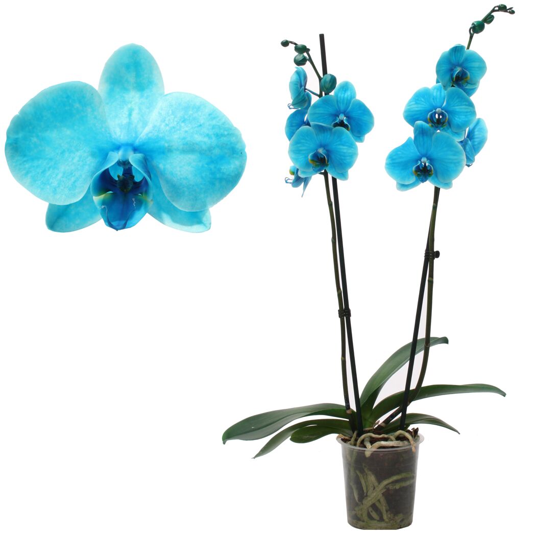 Blaue Orchidee im Topf