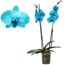 Blaue Orchidee im Topf