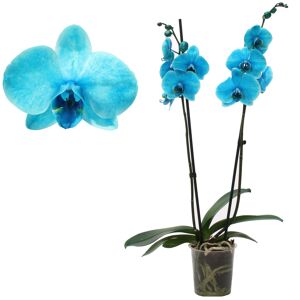 Schmetterlingsorchidee 'Royal Ocean Blue' 2 Rispen blau 12 cm Topf