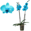 Verkleinertes Bild von Schmetterlingsorchidee 'Royal Ocean Blue' 2 Rispen blau 12 cm Topf