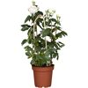 Weißer Rosenbusch mit Rankhilfe im Topf