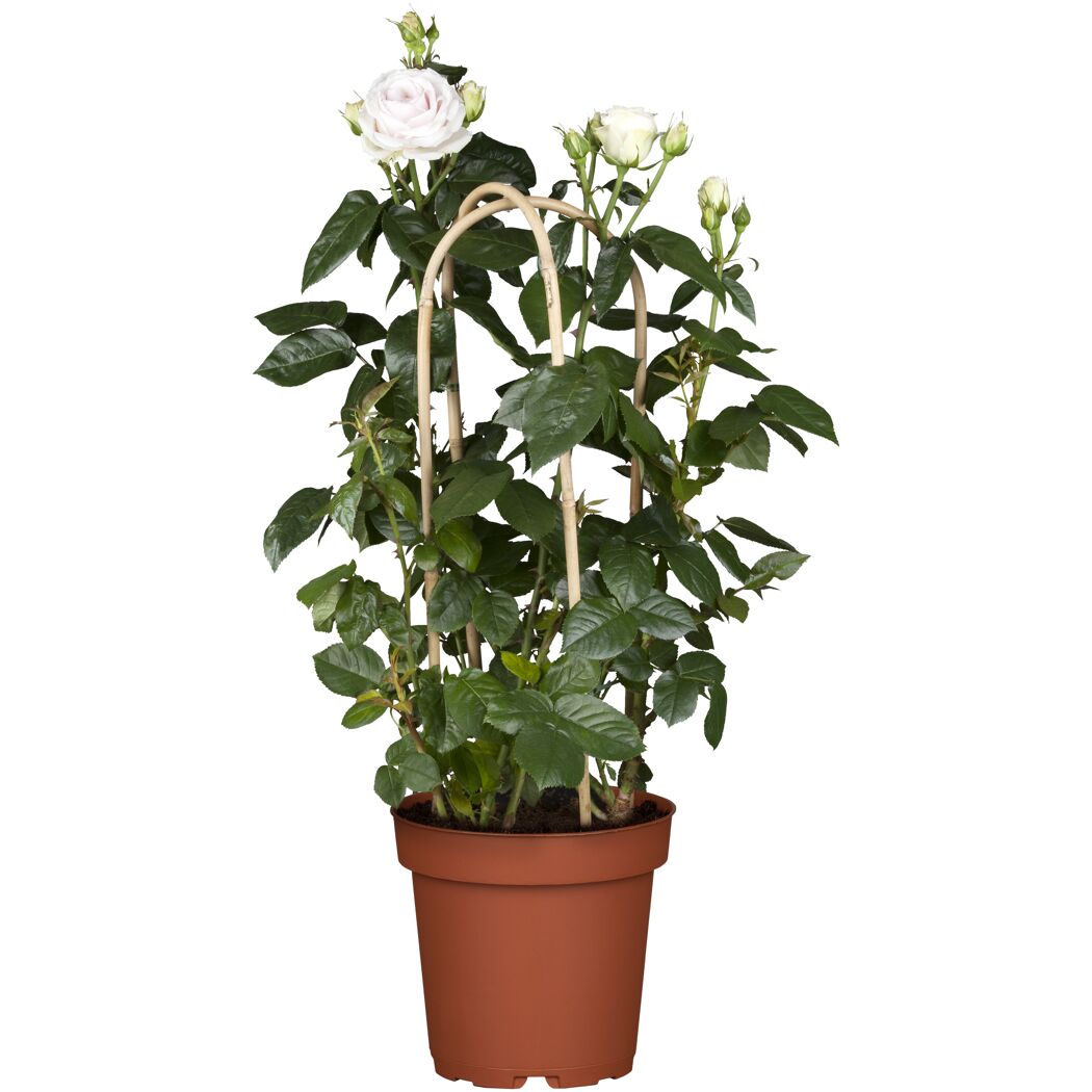 Weißer Rosenbusch mit Rankhilfe im Topf