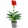 Indisches Blumenrohr verschiedene Farben 14 cm Topf