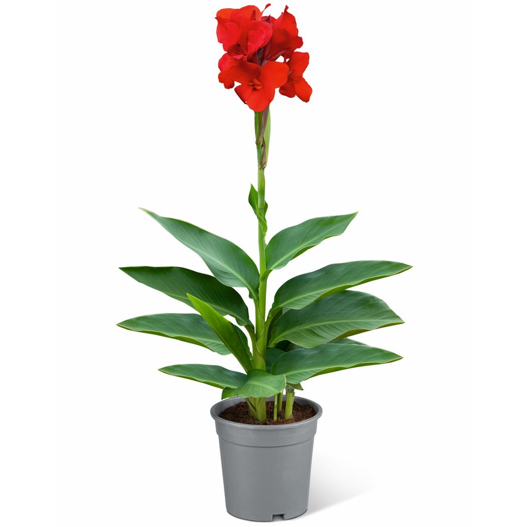 Indisches Blumenrohr verschiedene Farben 14 cm Topf